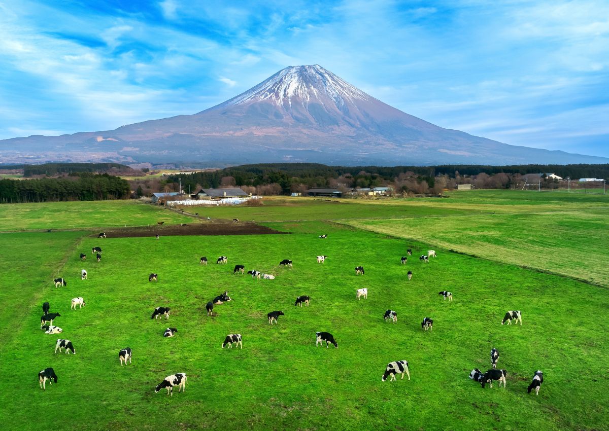 Køer der græsser ved Mt. Fuji, Japan