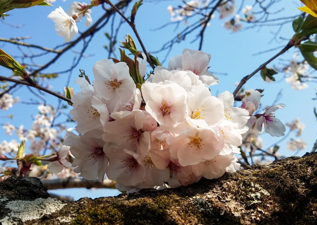 Nærbillede af lyserøde kirsebærblomster på en gren mod en blå himmel