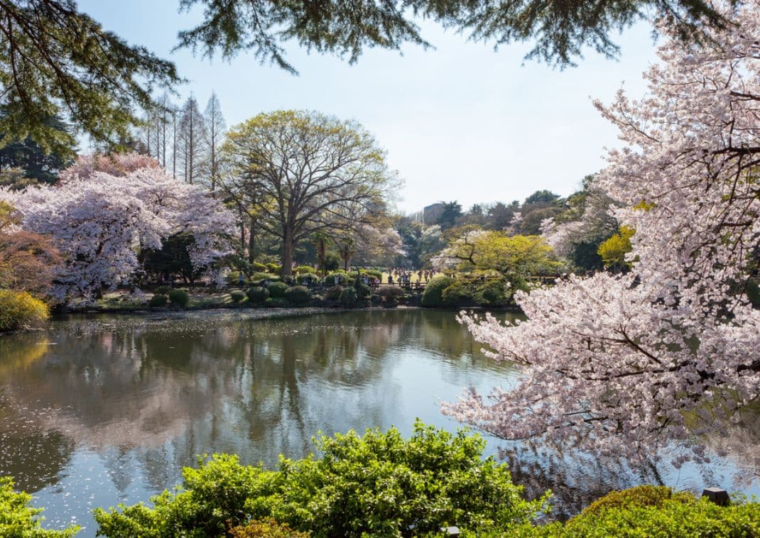 Sø og kirsebærblomster i Shinjuku Gyoen-nationalparken, Tokyo.