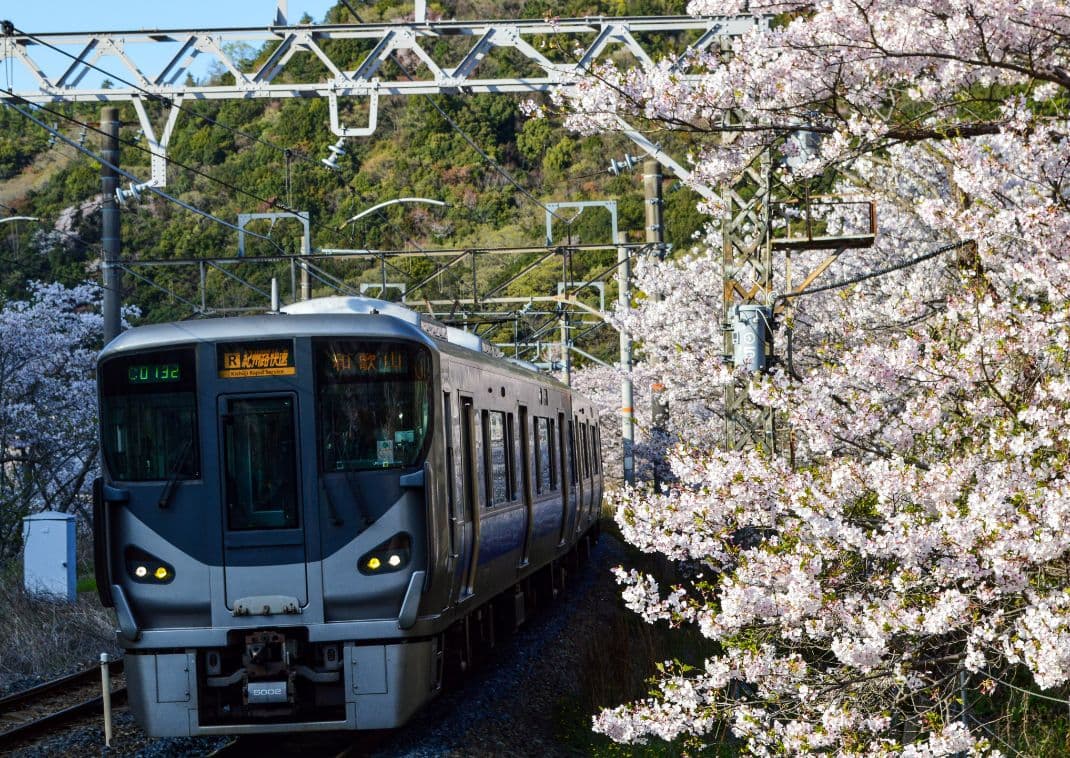 Et tog nærmer sig Yamanakadani Station omgivet af kirsebærtræer.