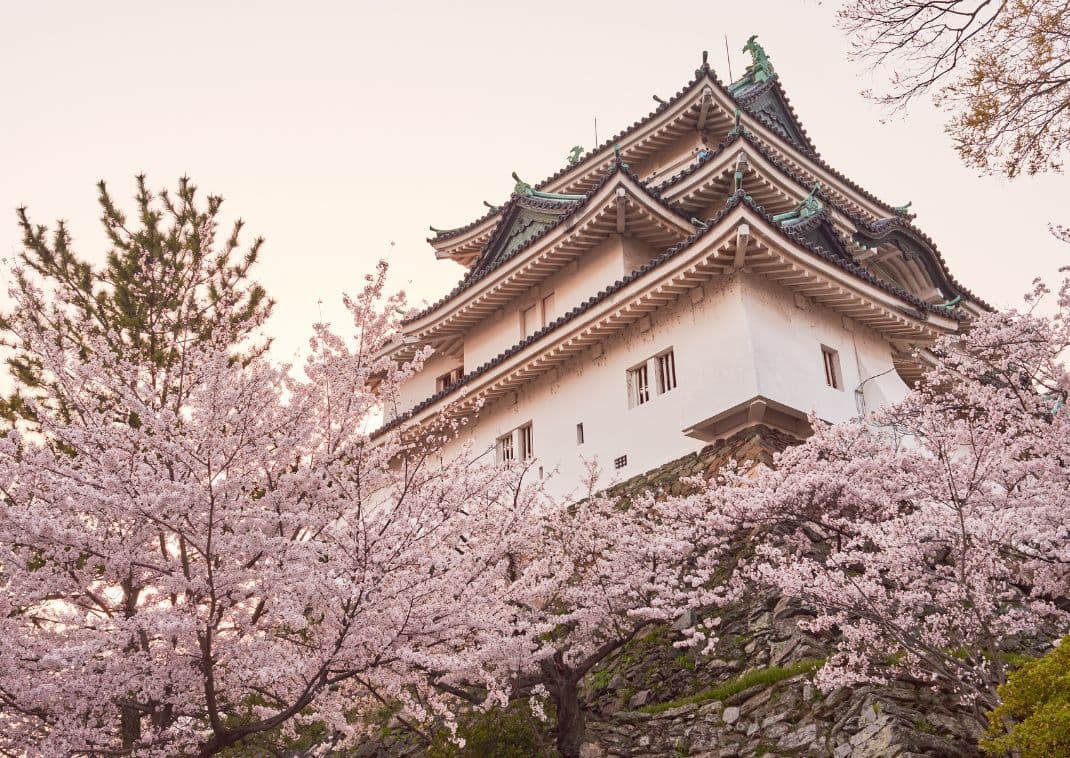 Wakayama-borg omgivet af blomstrende kirsebærtræer, Wakayama, Japan