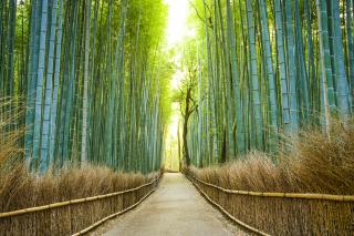 Arashiyama bambusskov