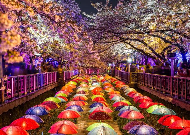 Farverige paraplyer om natten under kirsebærblomstringssæsonen i Seoul, Sydkorea
