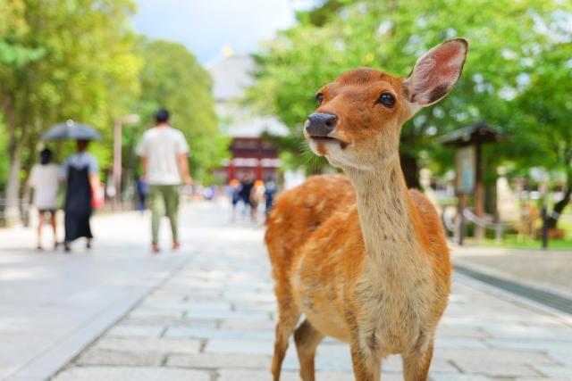 Mød sikahjorte i Nara