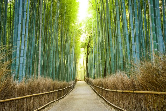 Arashiyama bambusskov