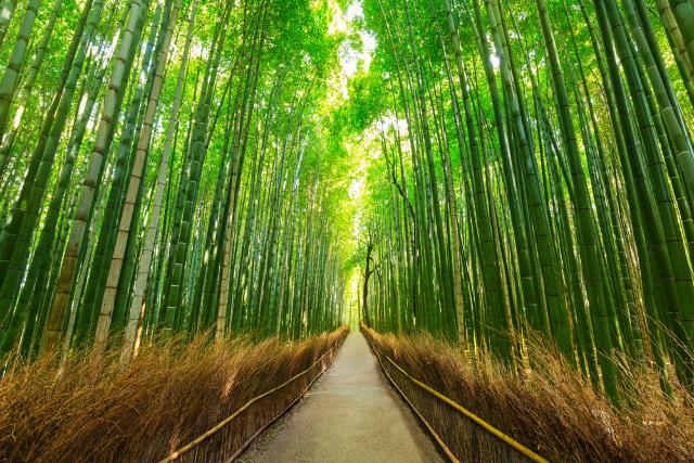 Arashiyama bambusskov i Kyoto  