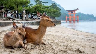TTo rådyr der sidder ved Miyajima’s kyst 