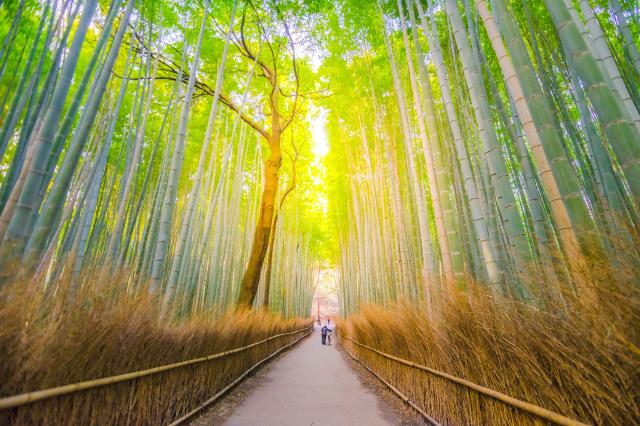 Arashiyama Bamboo Forest