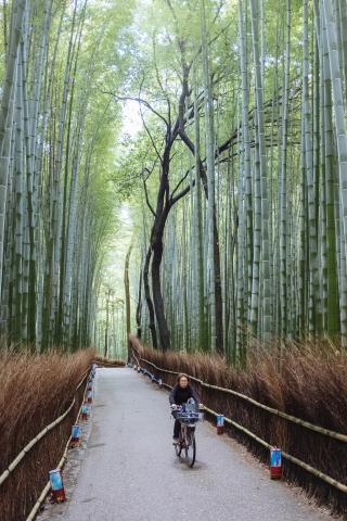 Arashiyama bambusskov