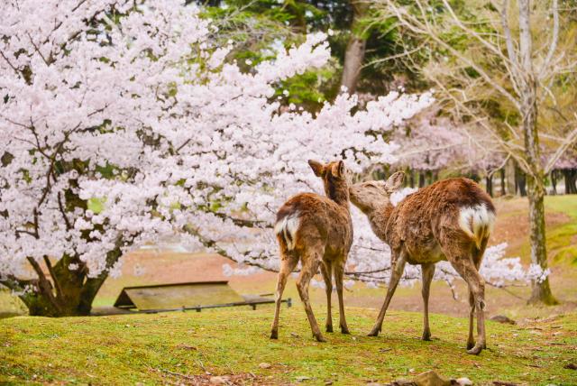 Sikahjorte i Nara Park