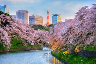 Sakura lys-festival, Tokyo