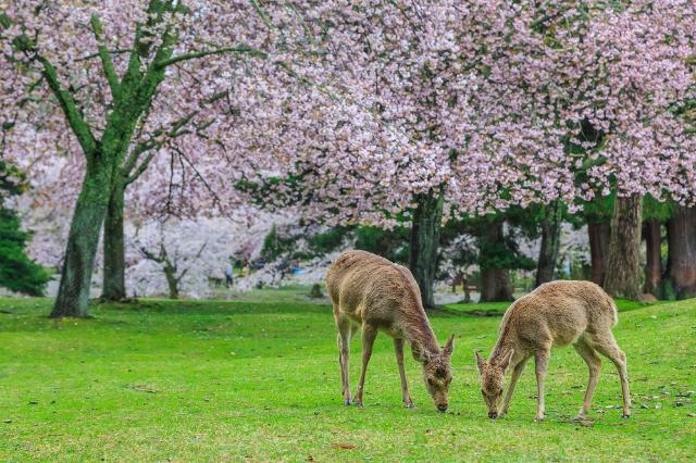 Sikahjorte i Nara Park, Japan 