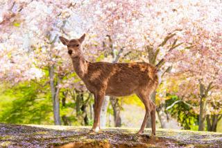 Sikahjort nyder sakura blomstringen, Nara