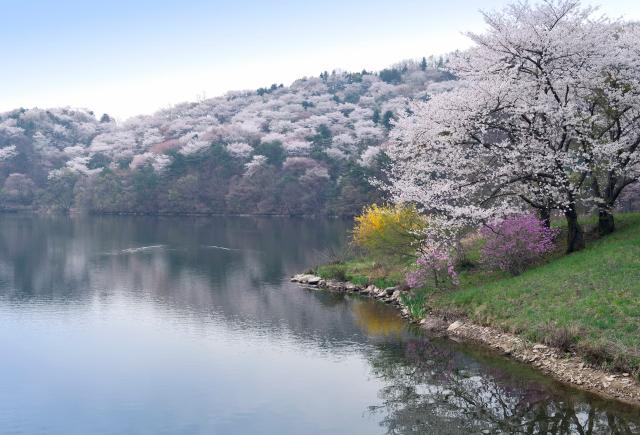 Kirsebærblomster ved sø nær Yongin