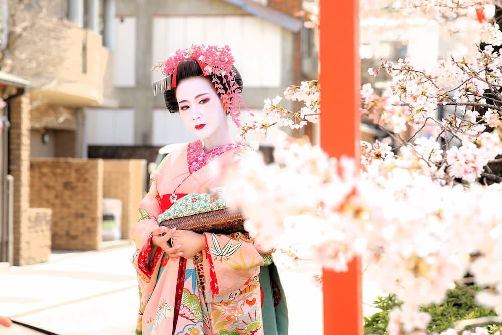 Maiko på sakura-vej med lyserød paraply