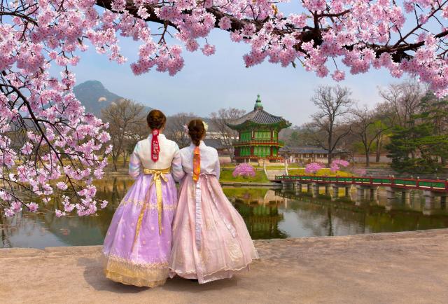 To kvinder i Hanbok, nyder sakuraens skønhed, Korea