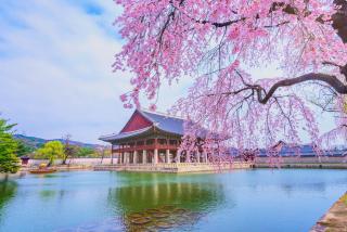 Gyebokgung paladset under sakurablomstringen, Korea