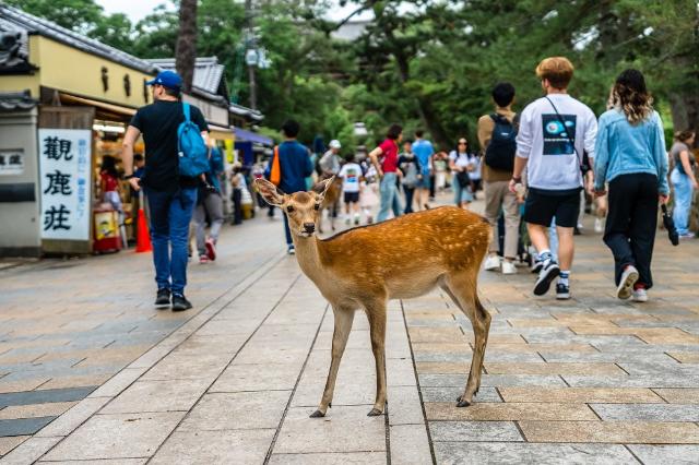 Hjorte i Nara Park, Nara