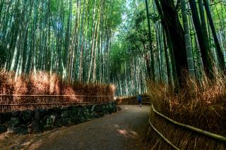 Arashiyama bambusskoven