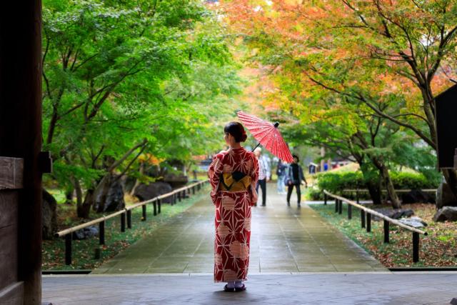 Japansk kvinde i rød kimono med paraply går afslappet gennem en offentlig park med efterårsblade i Japan.