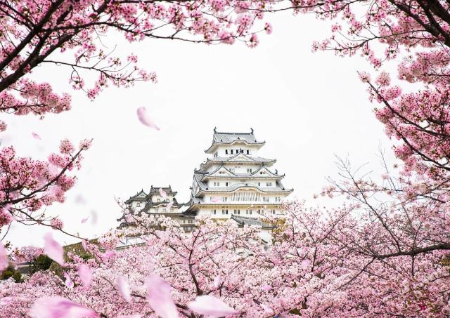 Himeji-borgen med kirsebærblomster, Japan