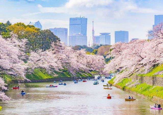 Malerisk udsigt over kirsebærblomstringen i Japan