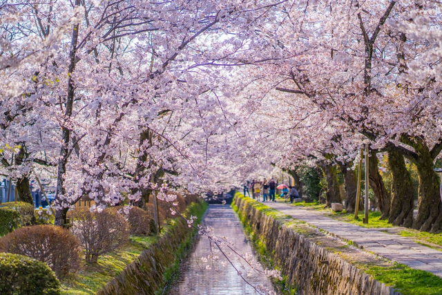 Filosofstien om foråret, Kyoto