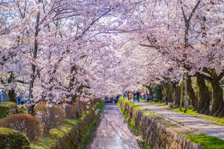 Filosofstien om foråret, Kyoto