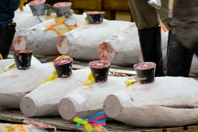 Tunfisk klargjort til auktion på fiskemarked