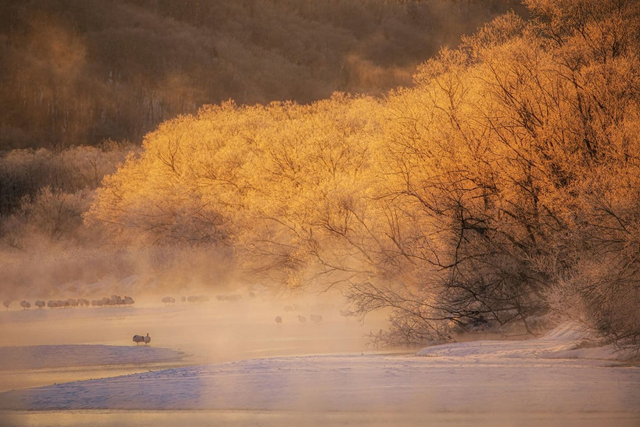 Vintermorgen i Hokkaido