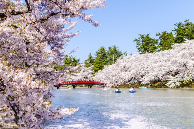 Kirsebærblomster ved Hirosaki-borgen, Aomori