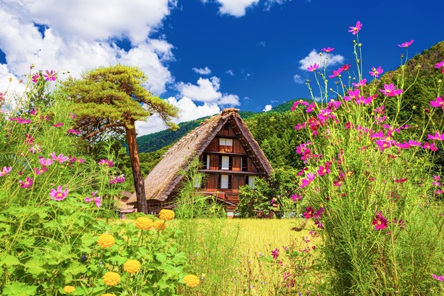 Traditionelle bondehuse om sommeren, Shirakawago