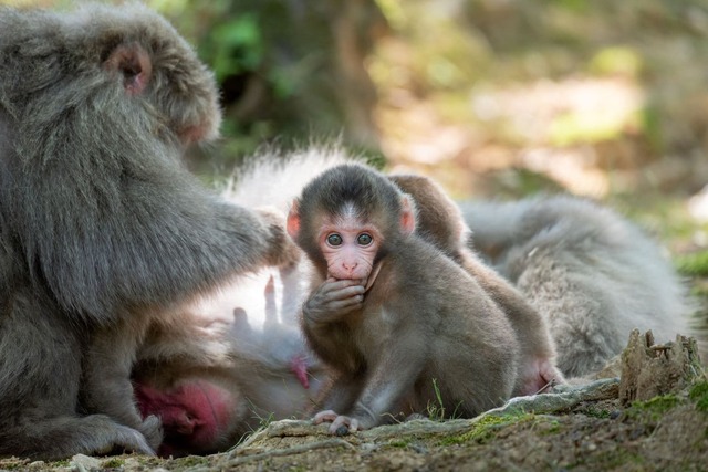 Abefamilie i Iwatayama Monkey Park, Kyoto