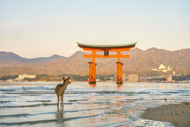 Flydende torii-port med hjorte, Miyajima