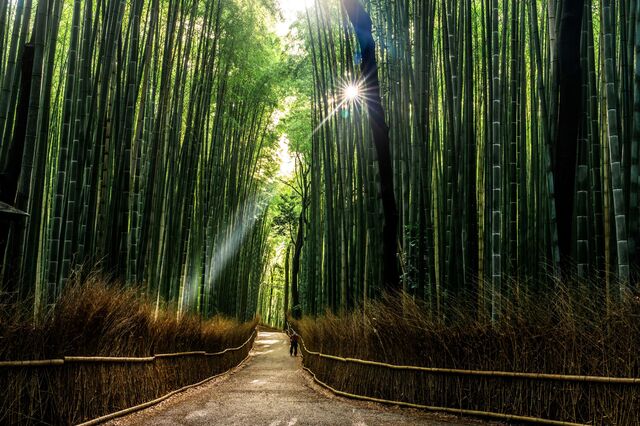 Arashiyama bambusskov, Kyoto 