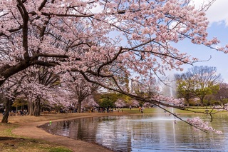 Yoyogi Park, Tokyo