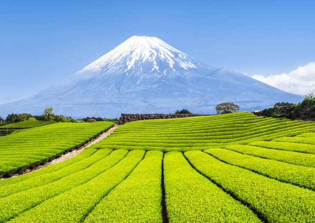 Mount Fuji med grønne teplantager i forgrunden
