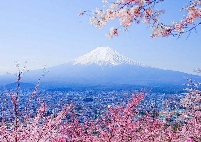 Mount Fuji med kirsebærblomster om foråret