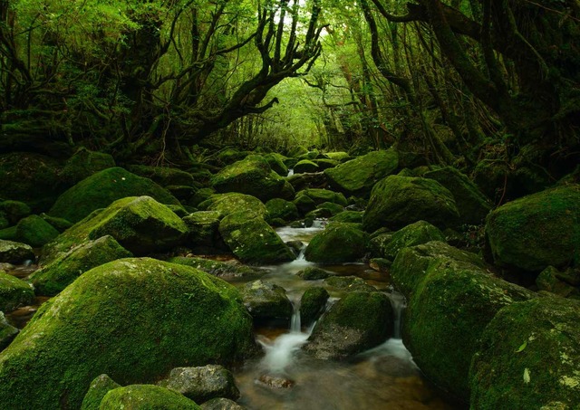 Yakushima-skoven