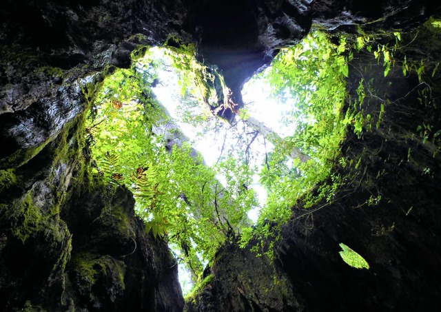 Wilsons stub, Yakushima