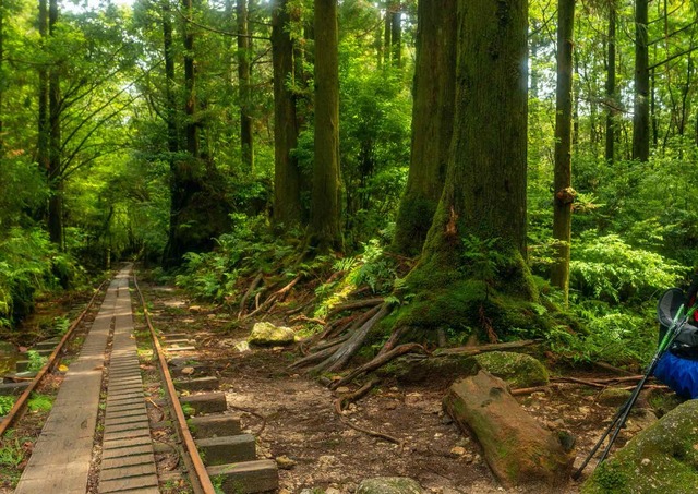 Yakushima-skoven