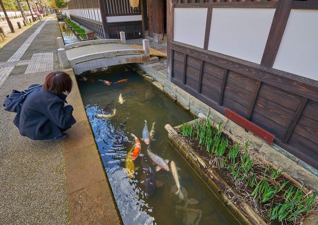 Karpe på Tonomachi-gaden, Tsuwano