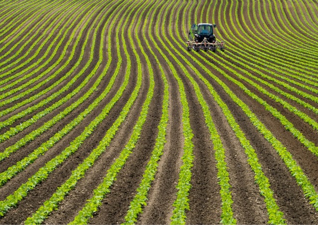 Farm med sojabønner, Niseko