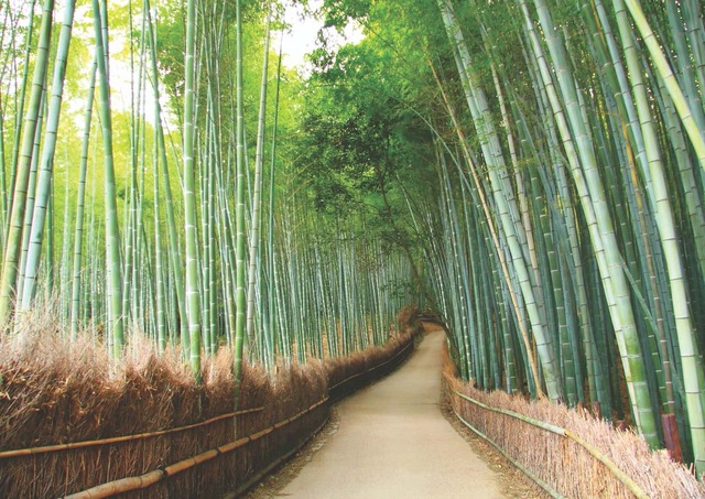 Arashiyama, Kyotos bambusskov 