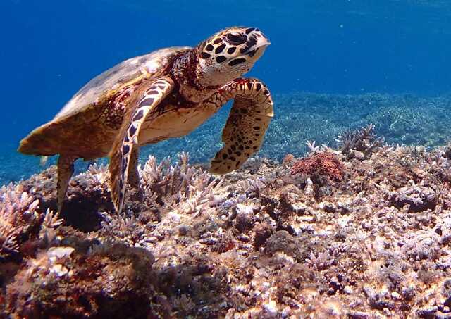 Snorkling med havskildpadder ved Aka strand