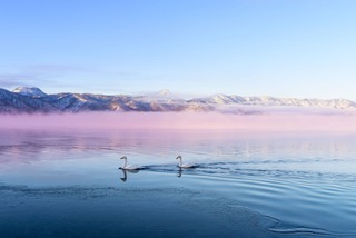 Svaner på Kussharo-søen