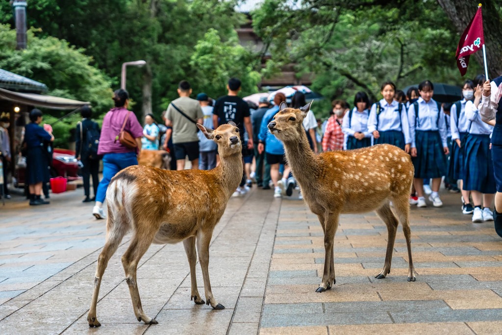 Sika-hjorte i Nara Park i Japan