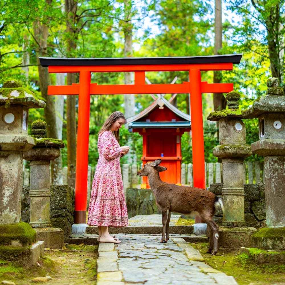 Turist fodrer en voksen sikahjort i Nara Park, Japan, med en rød torii-port i baggrunden