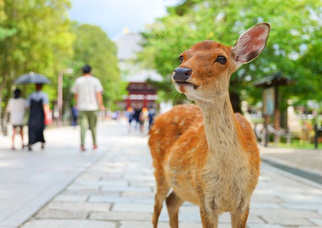 Sanjusangendo-templet, Kyoto
