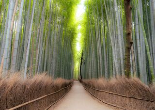 Arashiyama bambusskov, Kyoto